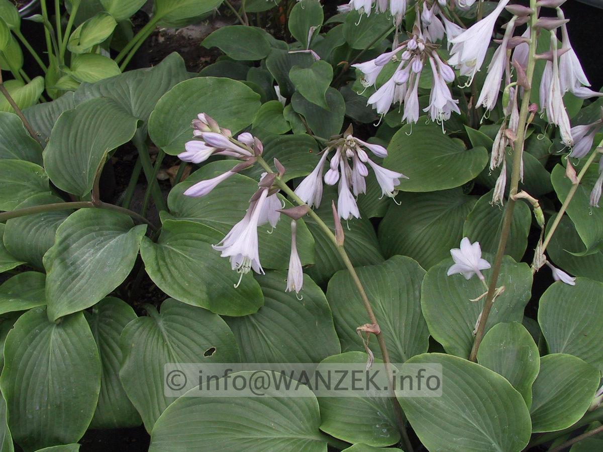 Hosta Hybride Henrieke bluehend.JPG